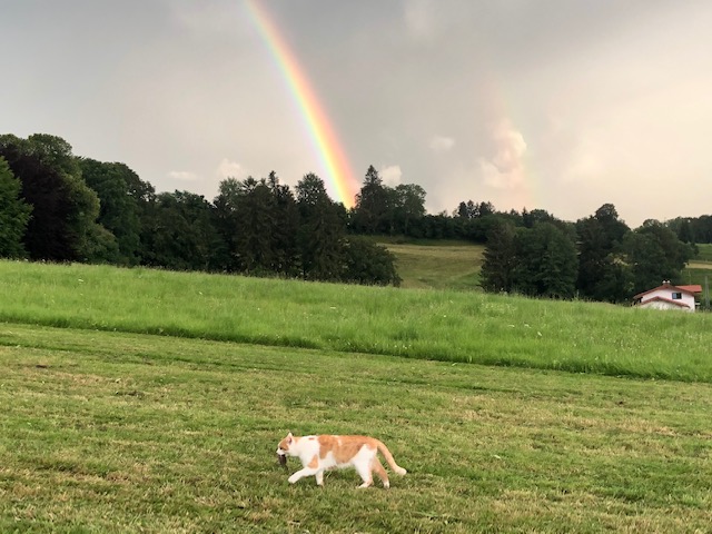 Vorschau: Katze auf dem Bauernhof