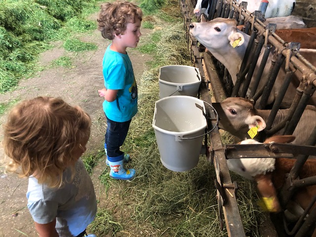 Vorschau: Kinder und Kälbchen auf dem Bauernhof
